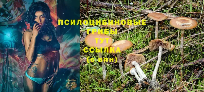 Псилоцибиновые грибы MAGIC MUSHROOMS  Вельск 